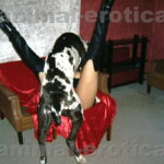 animal sex story english sex stories xxx stories, animal sex story